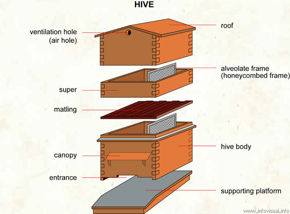 Hive  (Visual Dictionary)